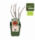 Ribes