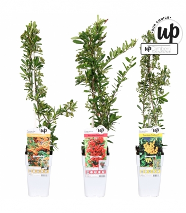 Pyracantha