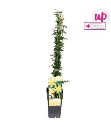 Jasminum