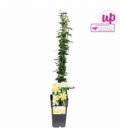 Jasminum