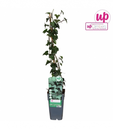 Hedera