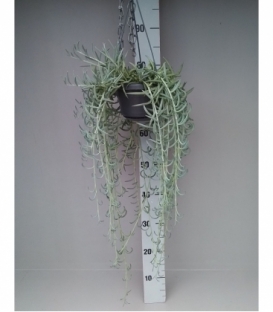 Senecio