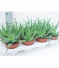 Aloe
