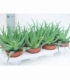 Aloe
