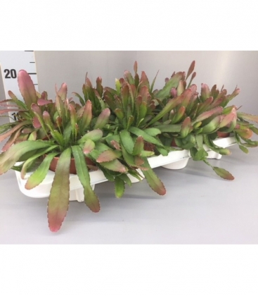 Rhipsalis