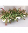Rhipsalis