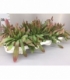 Rhipsalis
