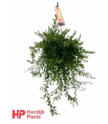 Aeschynanthus