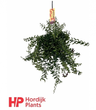 Aeschynanthus