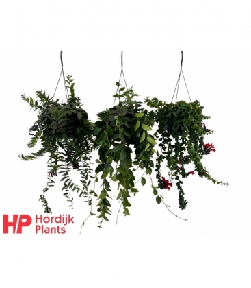 Aeschynanthus