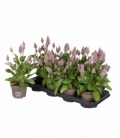 Ptilotus