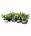 Angelonia