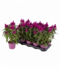 Celosia