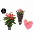Anthurium