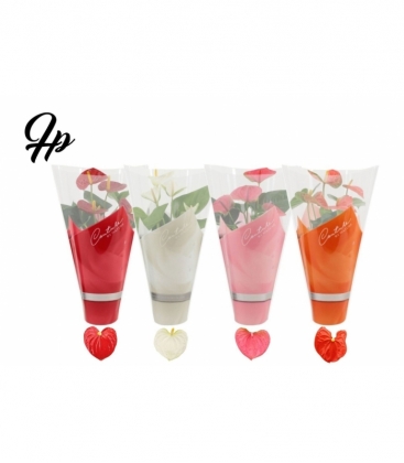 Anthurium