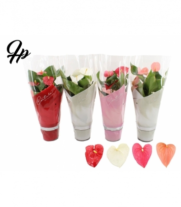 Anthurium