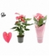 Anthurium