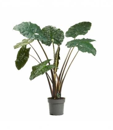 Alocasia