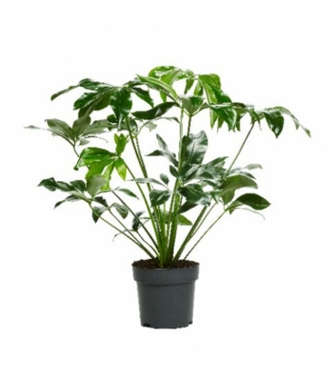 Philodendron