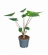 Alocasia