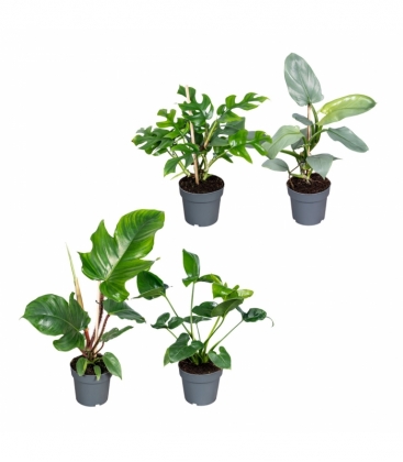 Philodendron