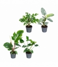 Philodendron