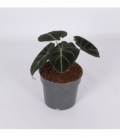 Alocasia