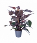 Philodendron