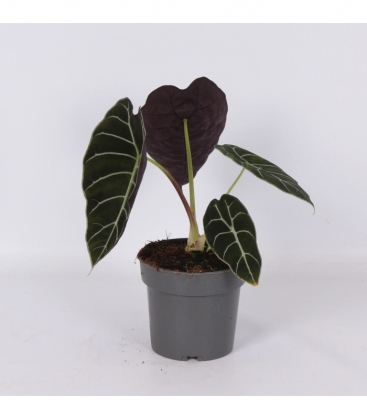 Alocasia