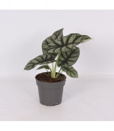 Alocasia