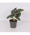Alocasia