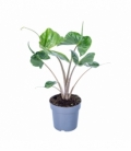 Alocasia