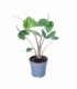 Alocasia