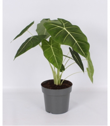 Alocasia