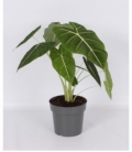 Alocasia
