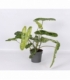 Philodendron
