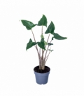 Alocasia