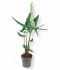 Alocasia