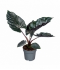 Alocasia