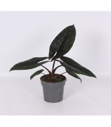 Alocasia
