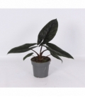 Alocasia