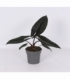 Alocasia