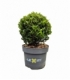 Ilex