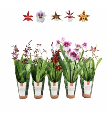 OrchideeÃ«n