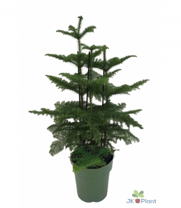 Araucaria