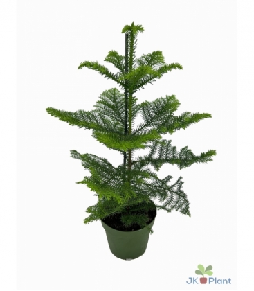 Araucaria