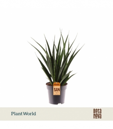 Sansevieria