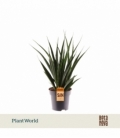 Sansevieria