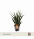 Sansevieria