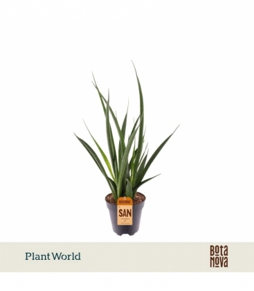 Sansevieria